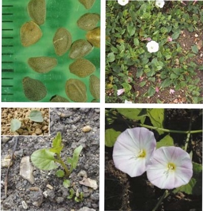 Field bindweed at four growth stages